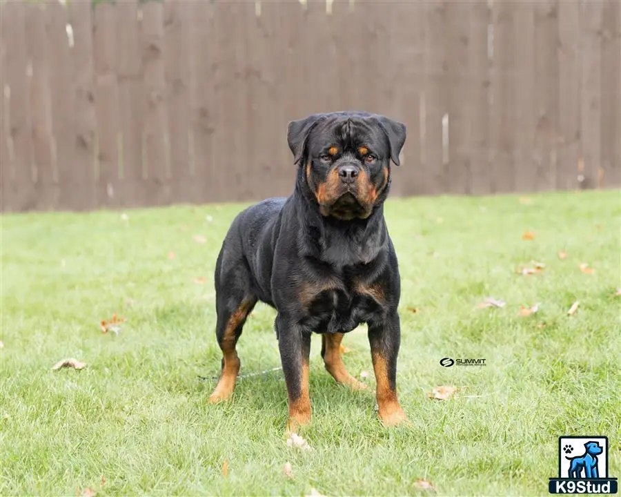 Rottweiler stud dog